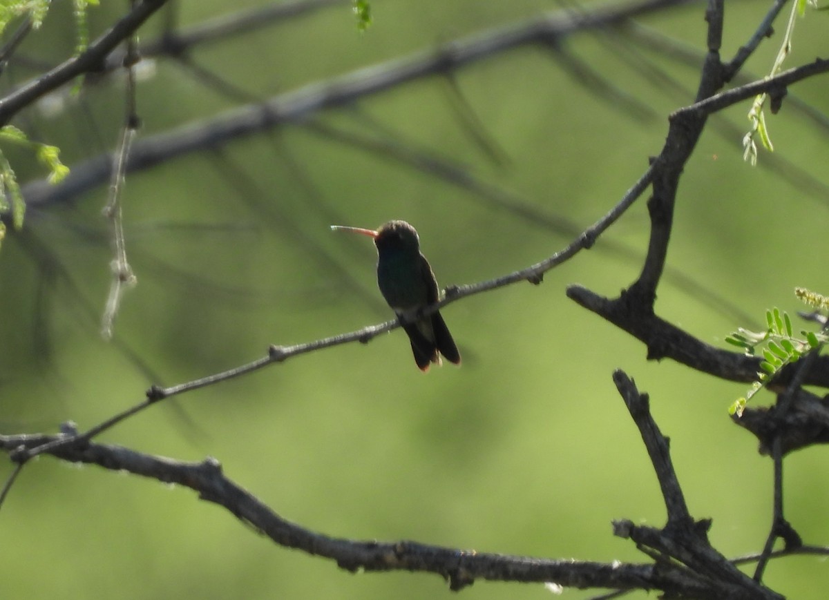 kolibřík širokozobý - ML619081741