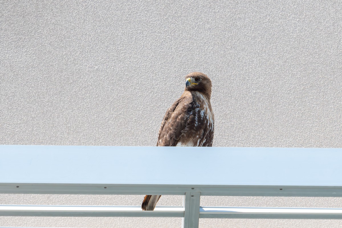 Red-tailed Hawk - ML619081768