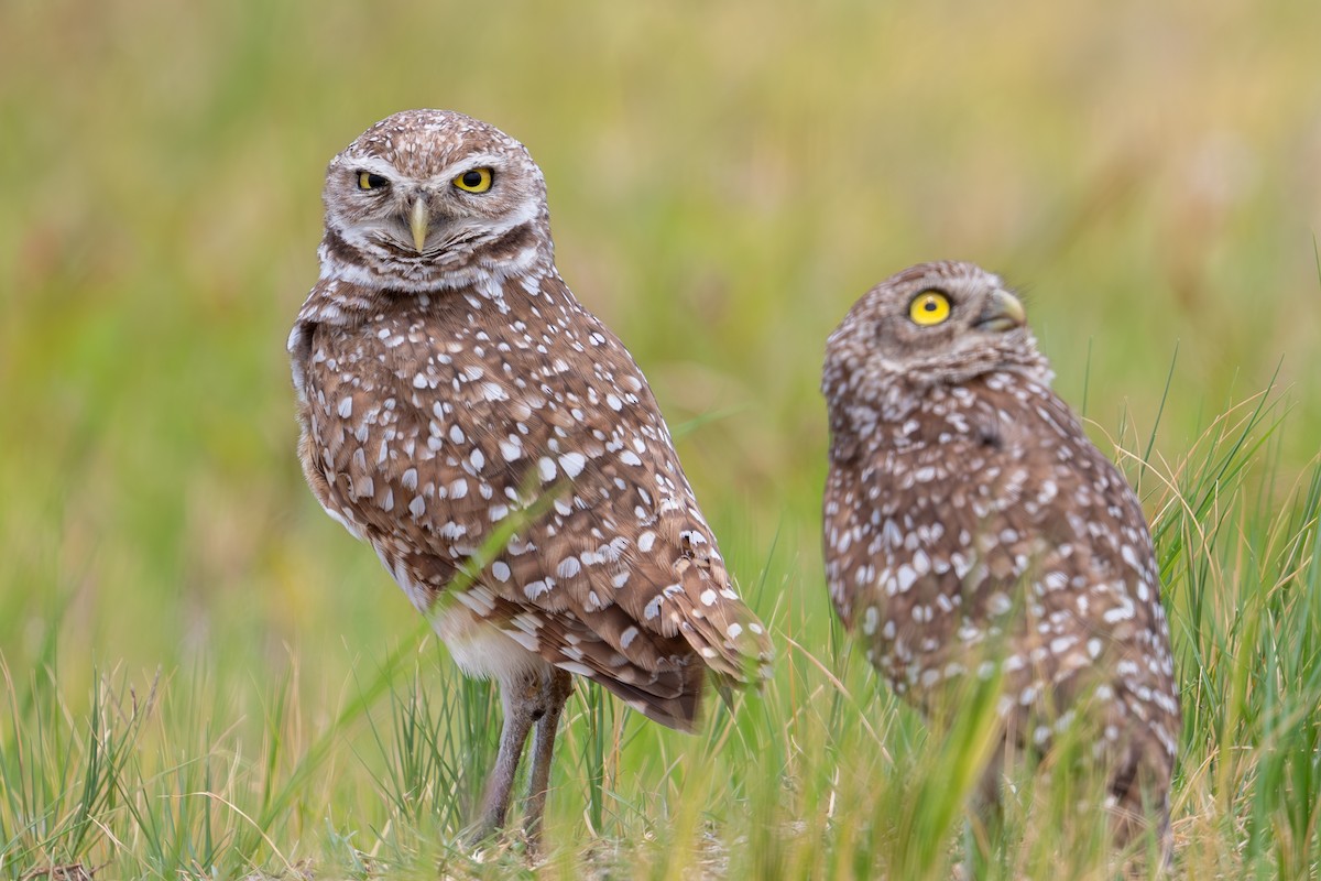 Burrowing Owl (Florida) - ML619081775