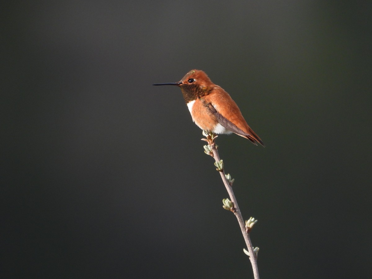 Rufous Hummingbird - ML619081824