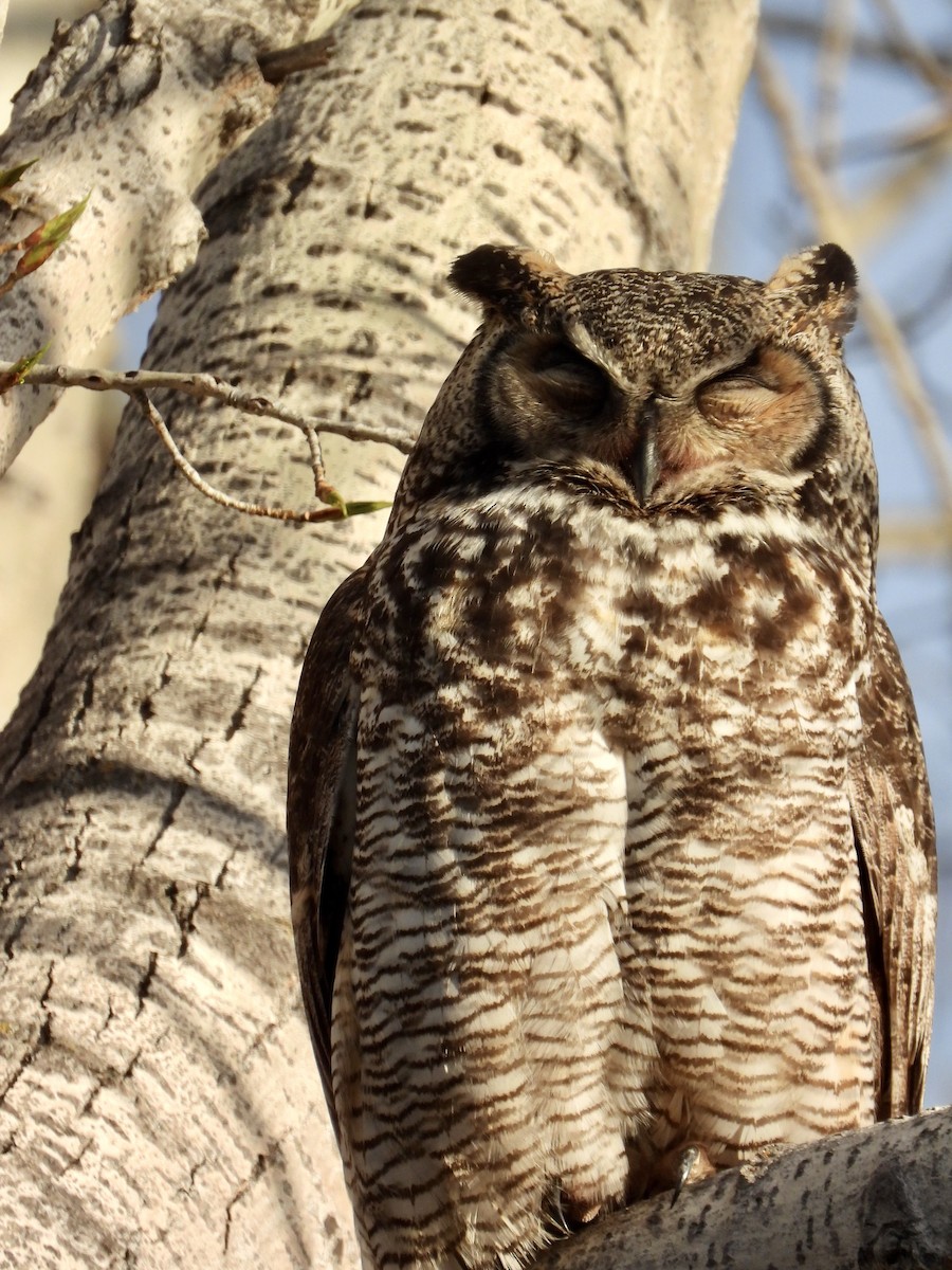 Great Horned Owl - ML619081830