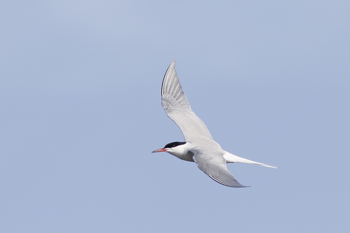 Common Tern - ML619081848