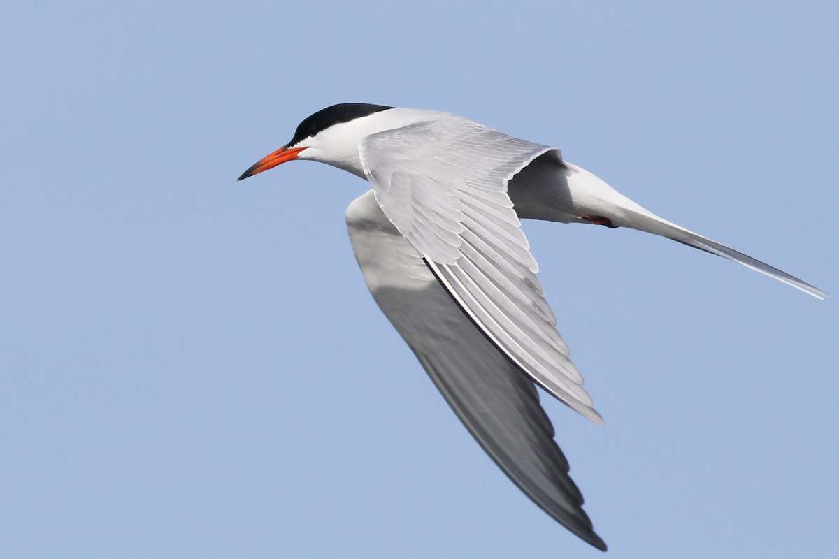 Common Tern - ML619081849
