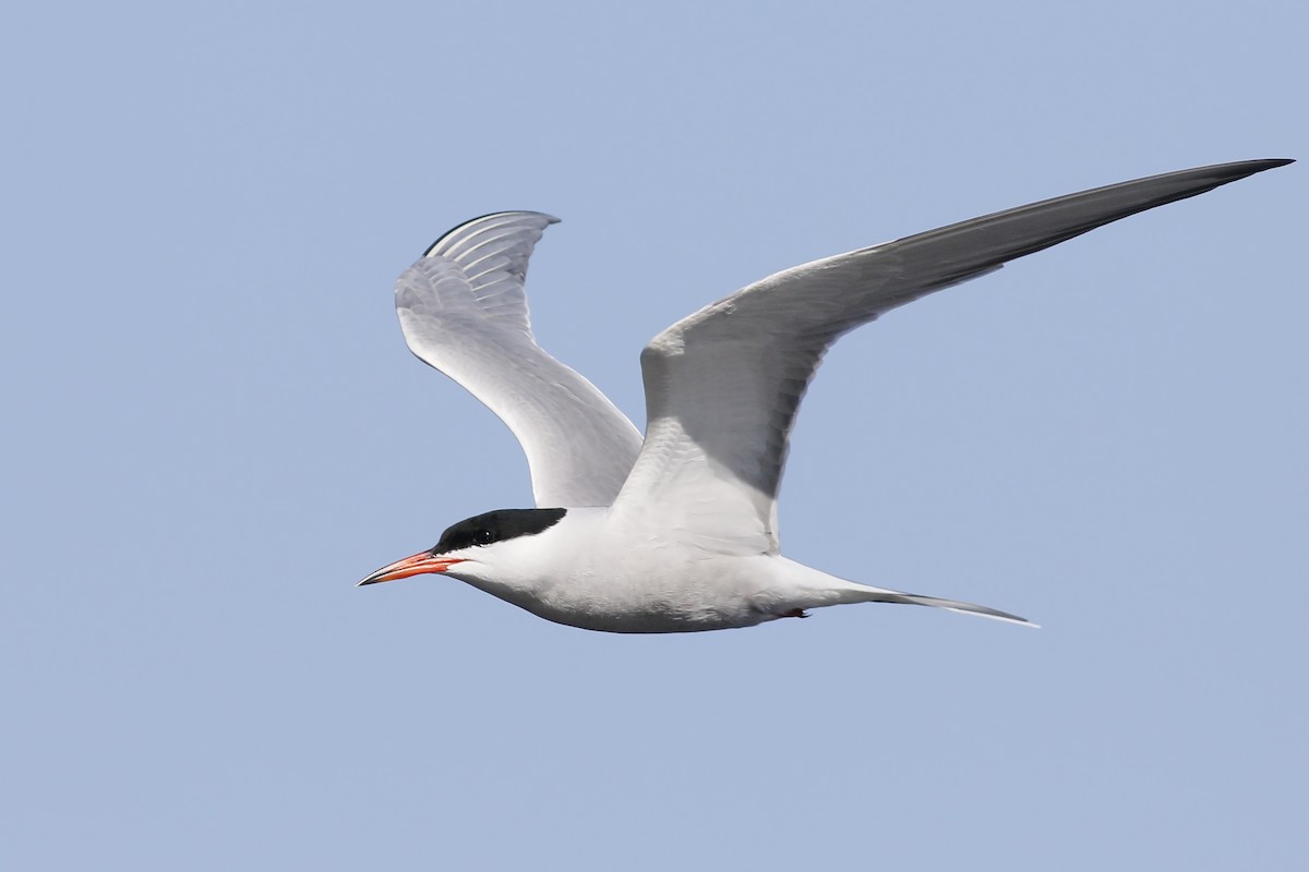 Common Tern - ML619081851