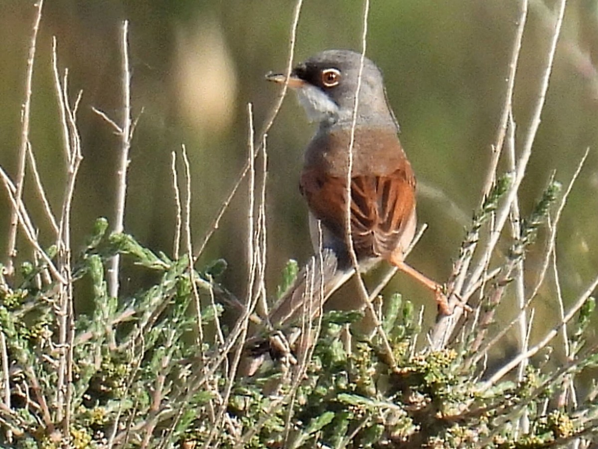 Spectacled Warbler - ML619081867