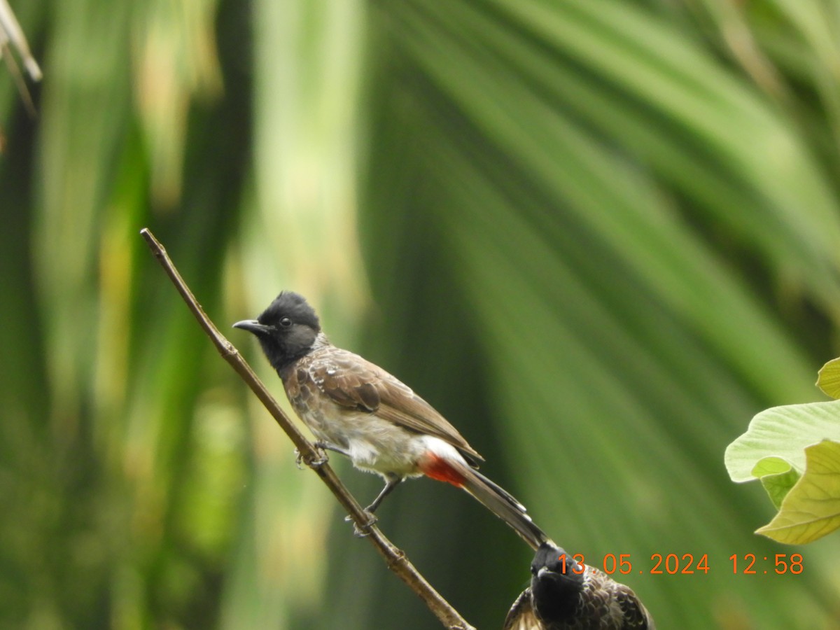 Red-vented Bulbul - ML619081873