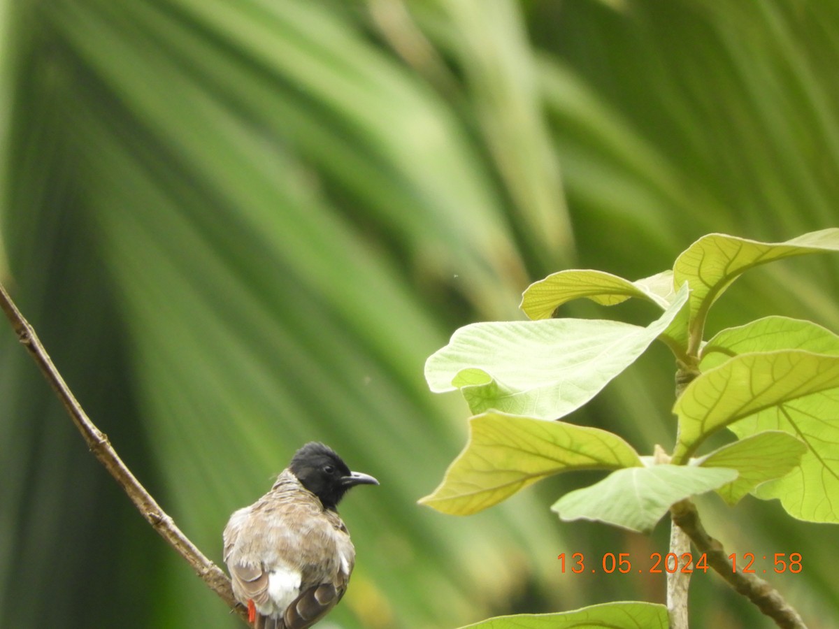 Red-vented Bulbul - ML619081875