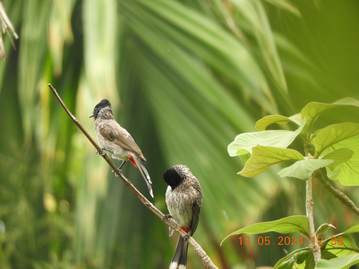 Red-vented Bulbul - ML619081876
