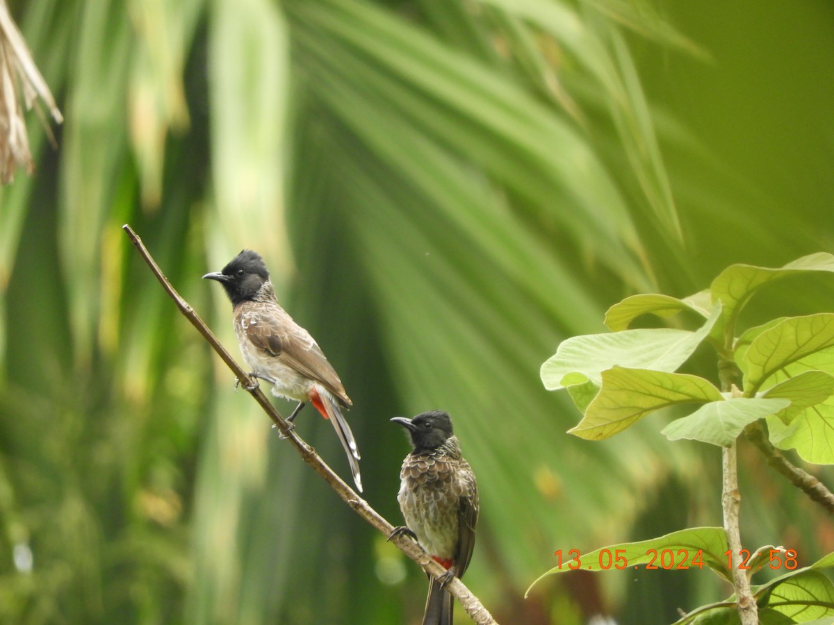Red-vented Bulbul - ML619081877