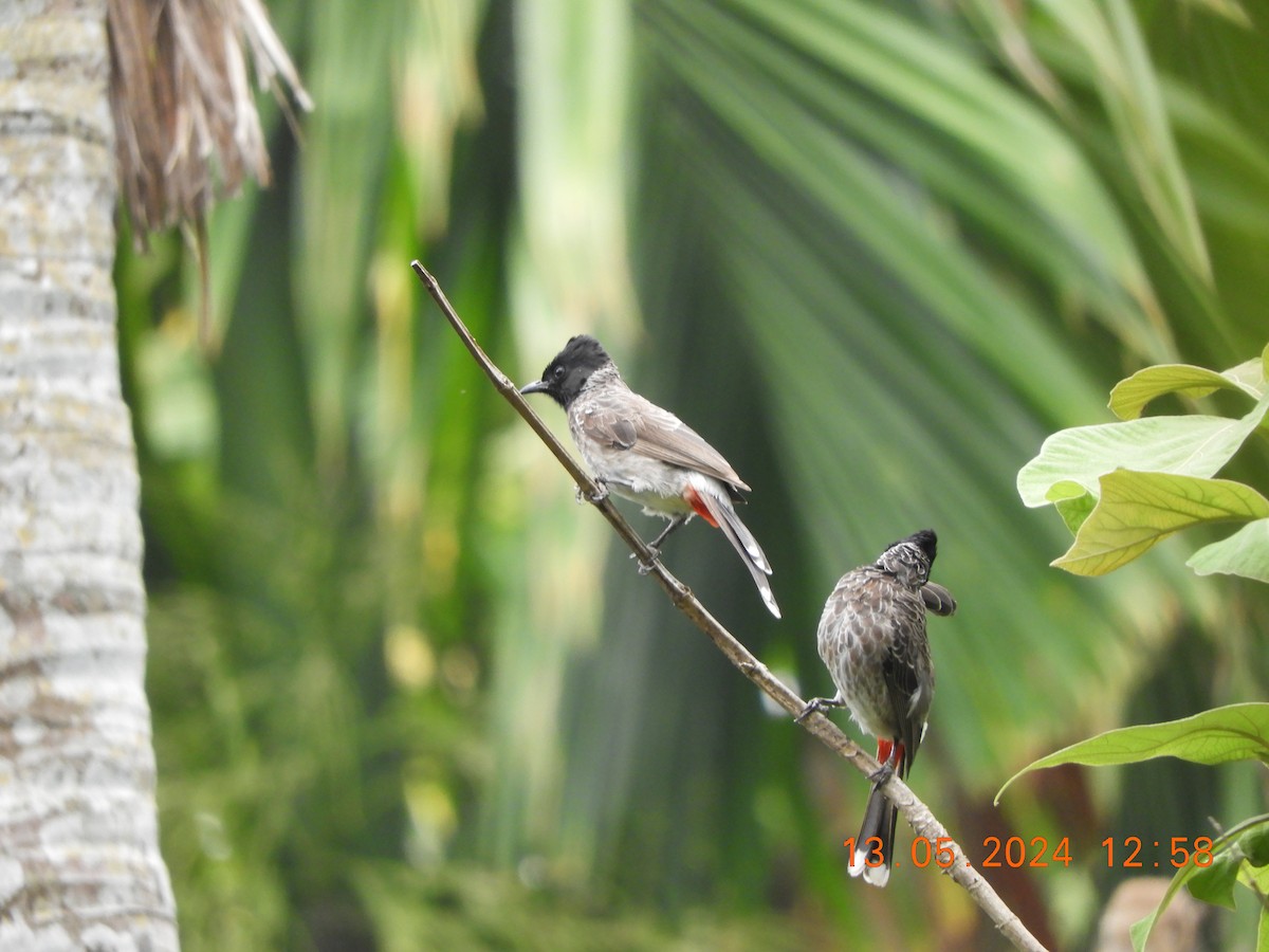 Red-vented Bulbul - ML619081878