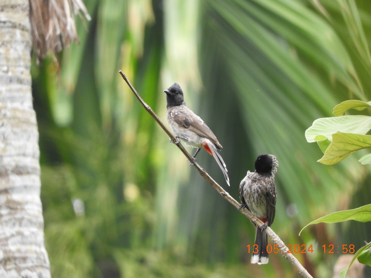 Red-vented Bulbul - ML619081879