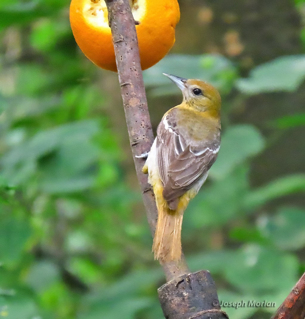 Orchard Oriole - ML619081915