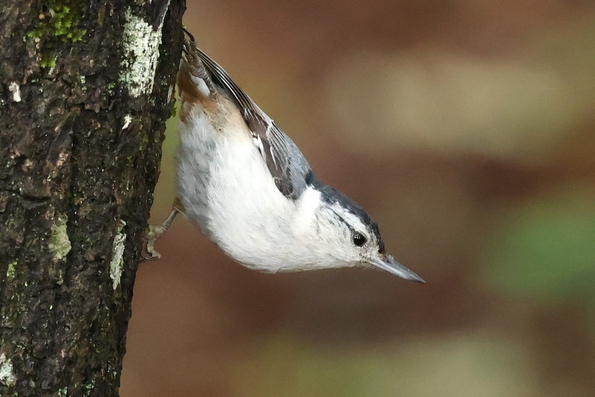 White-breasted Nuthatch - ML619081981