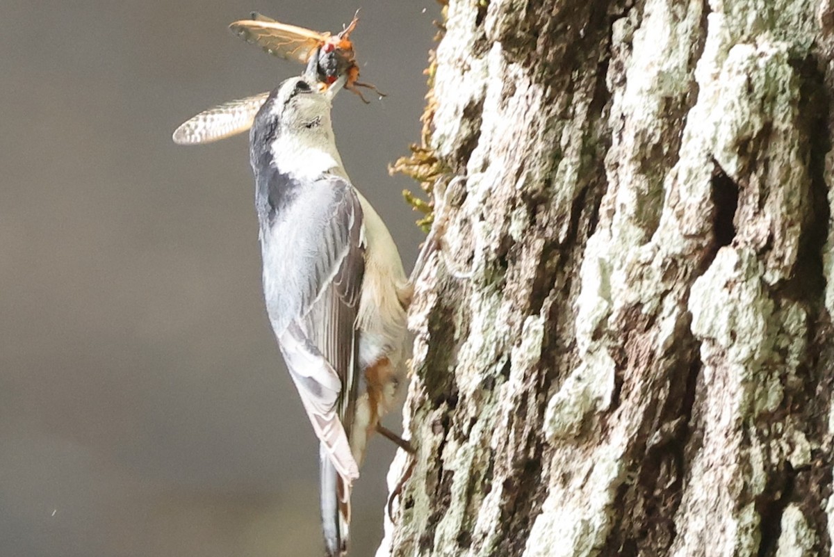 White-breasted Nuthatch - ML619081982