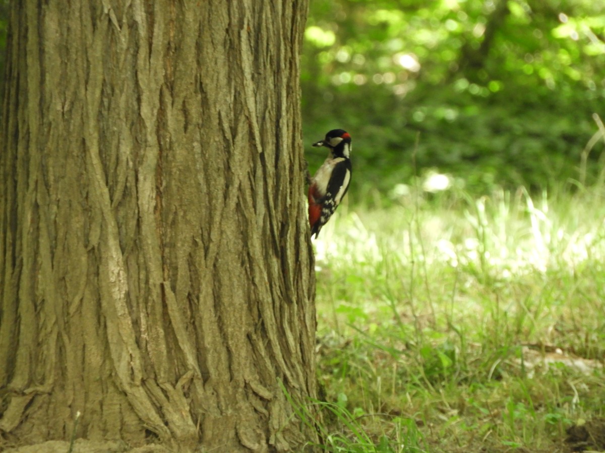 Great Spotted Woodpecker - ML619081997
