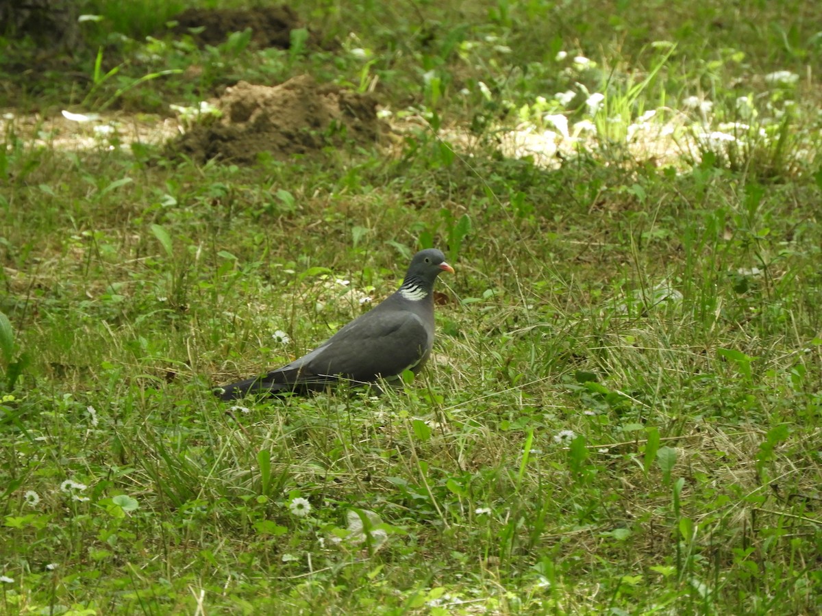 Common Wood-Pigeon - ML619081998
