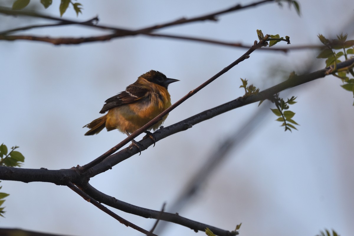 Orchard Oriole - ML619082081