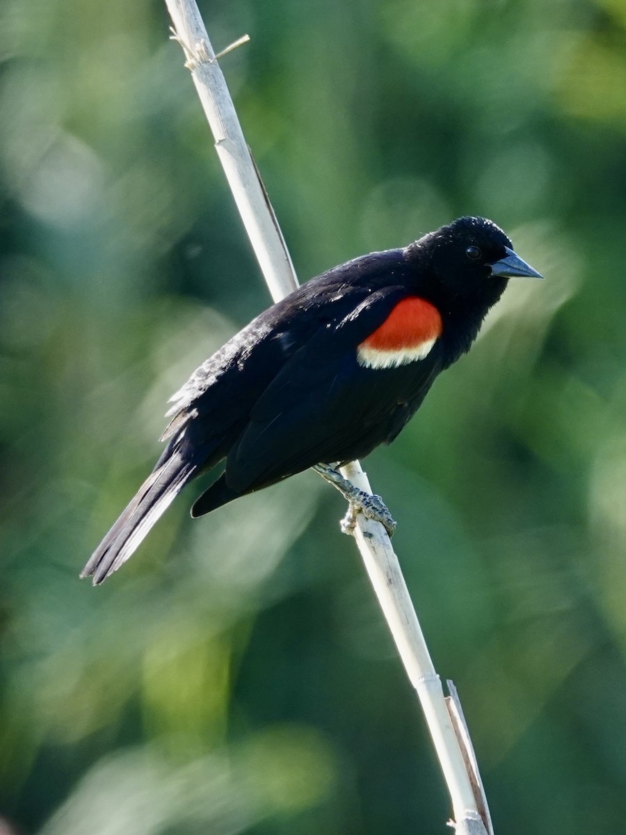 Red-winged Blackbird - ML619082107