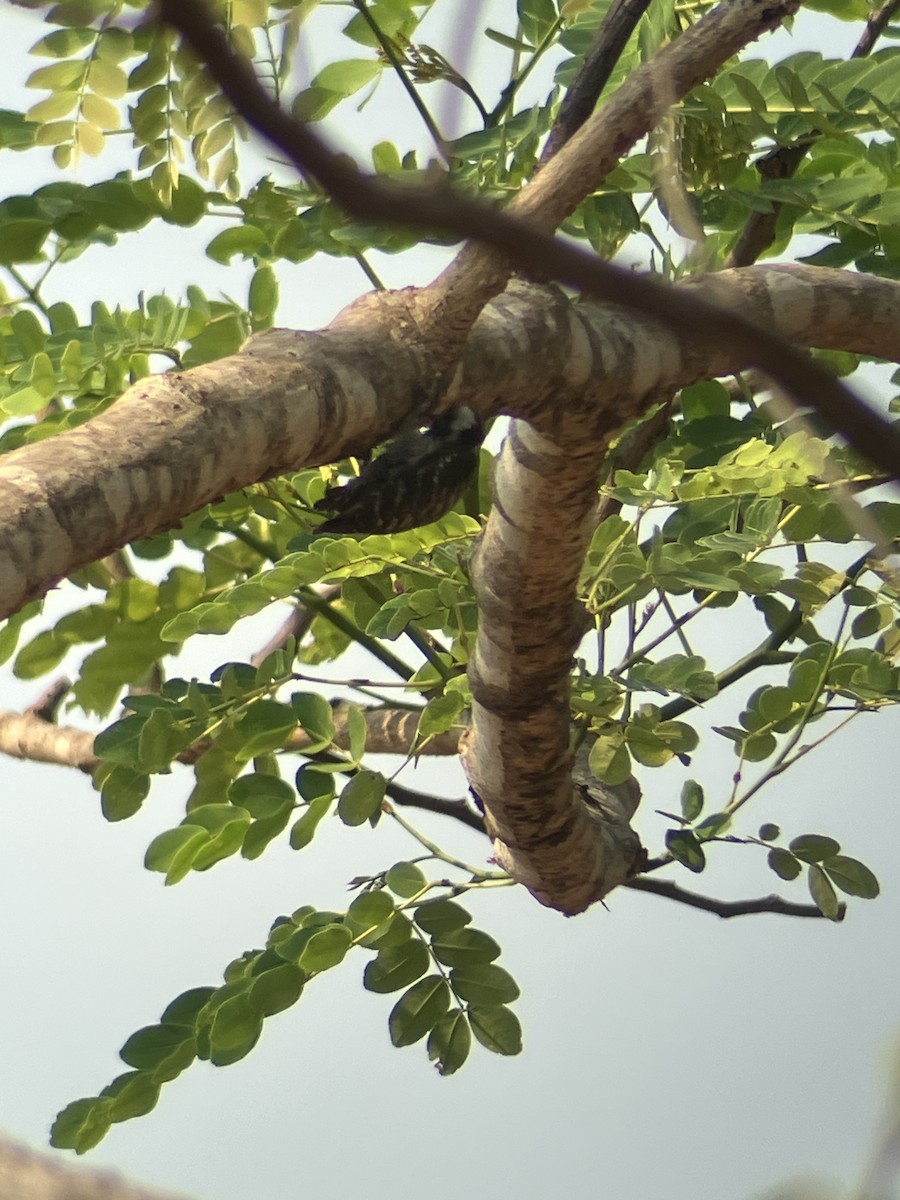 Gray-capped Pygmy Woodpecker - ML619082137