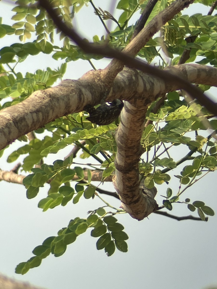 Gray-capped Pygmy Woodpecker - ML619082138