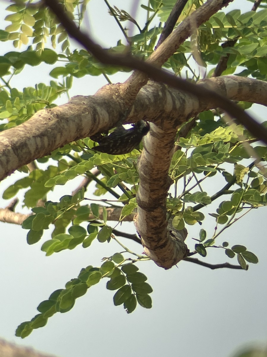 Gray-capped Pygmy Woodpecker - ML619082139
