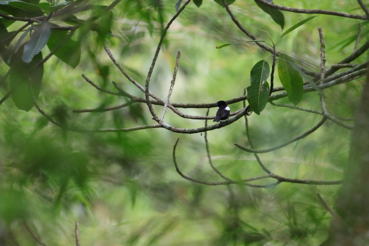 White-shouldered Tanager - ML619082148