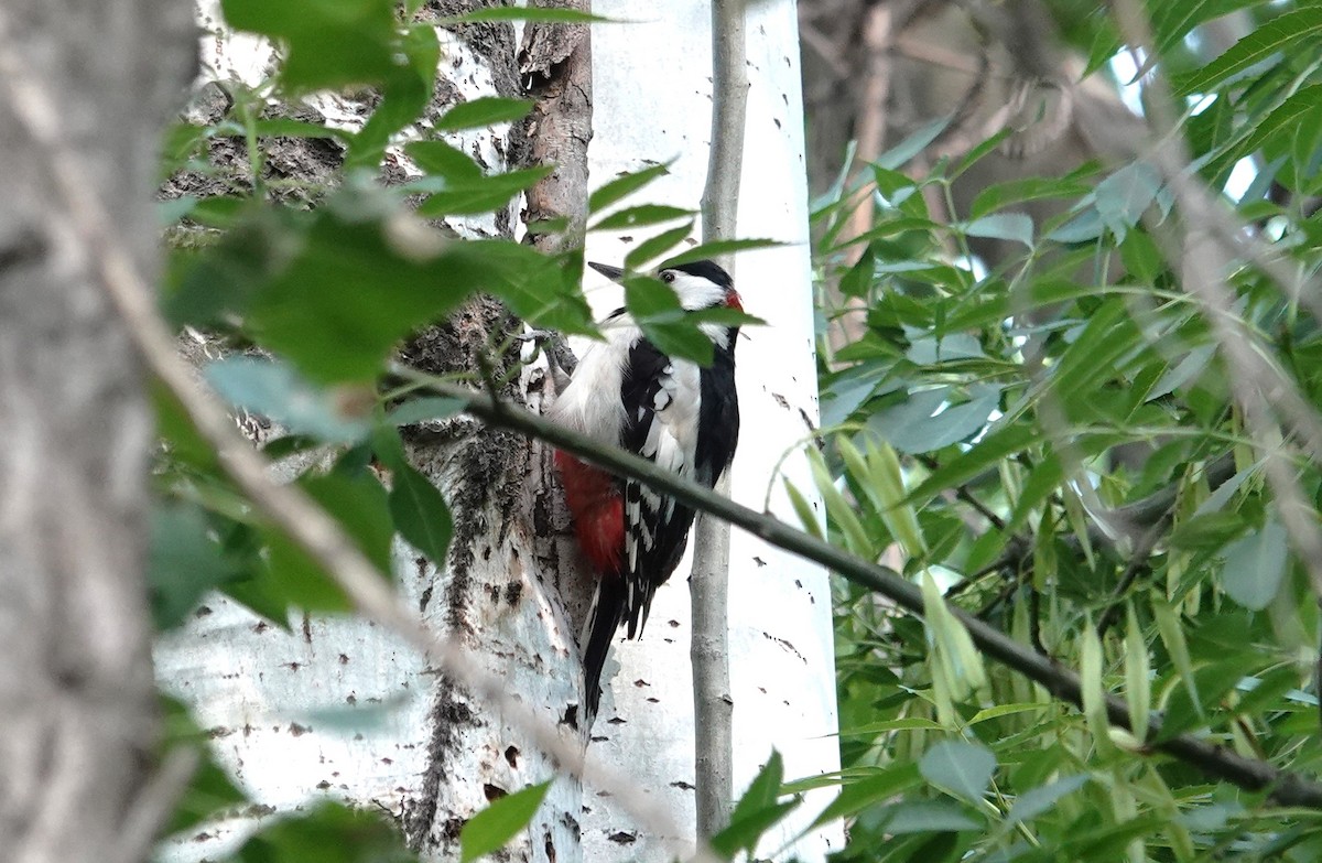 White-winged Woodpecker - ML619082177