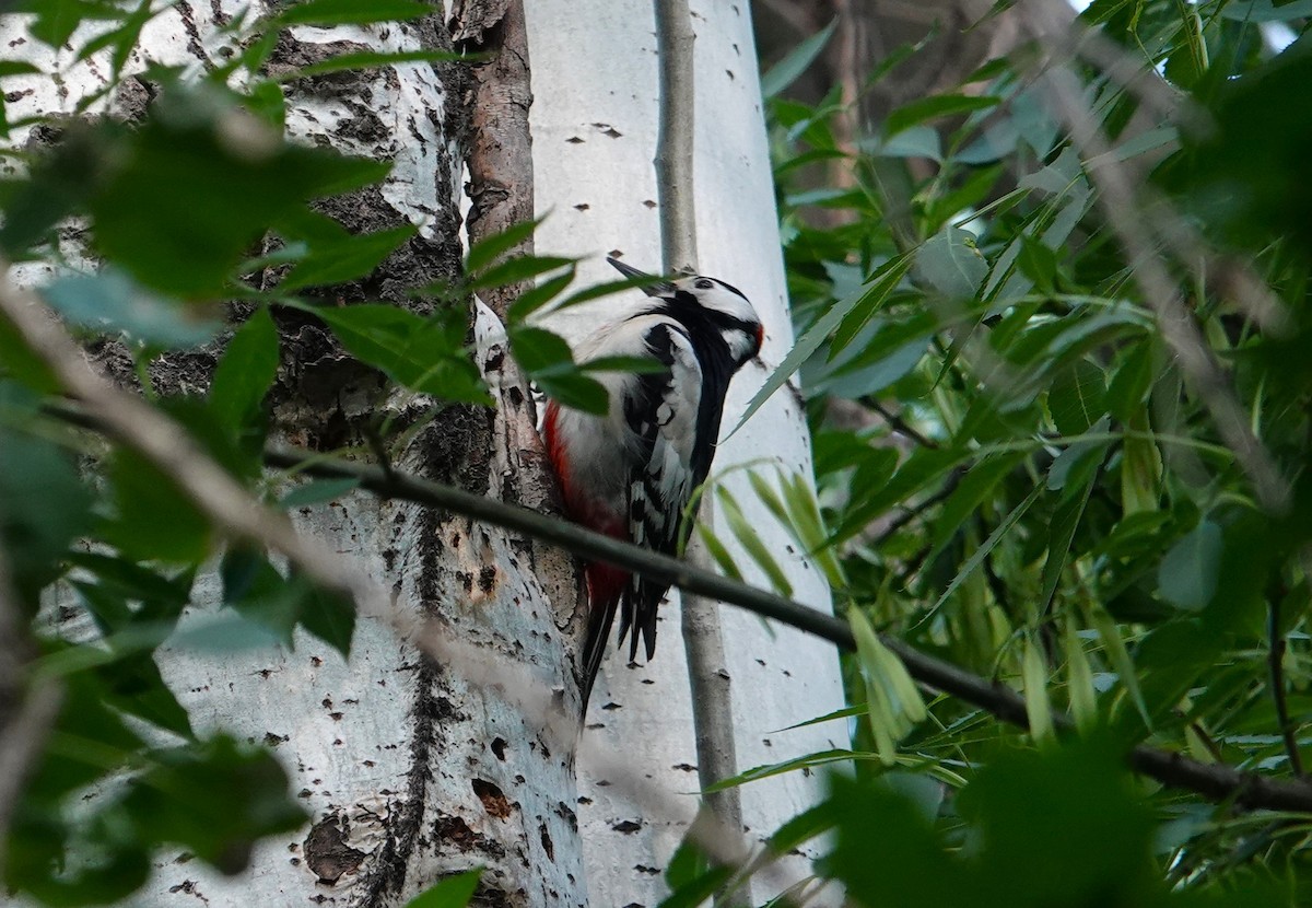 White-winged Woodpecker - ML619082178