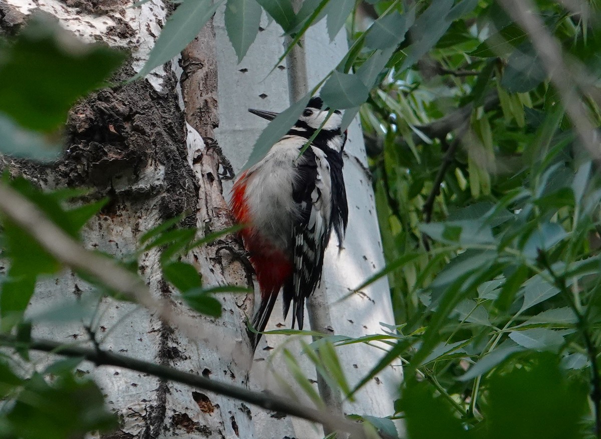 White-winged Woodpecker - ML619082179