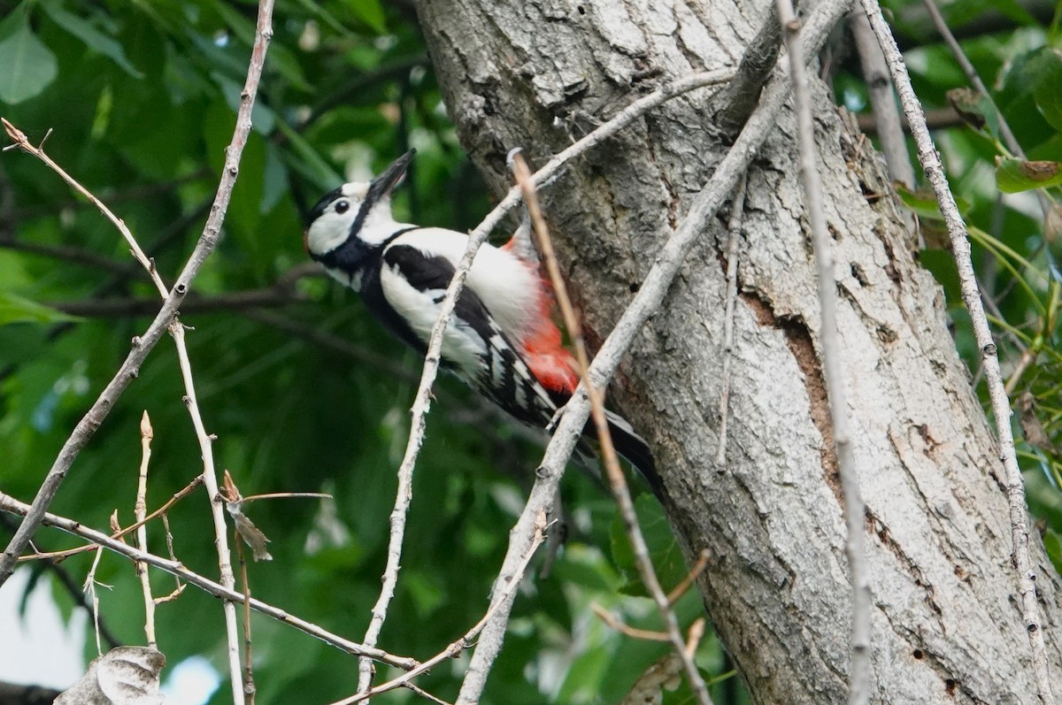 White-winged Woodpecker - ML619082180