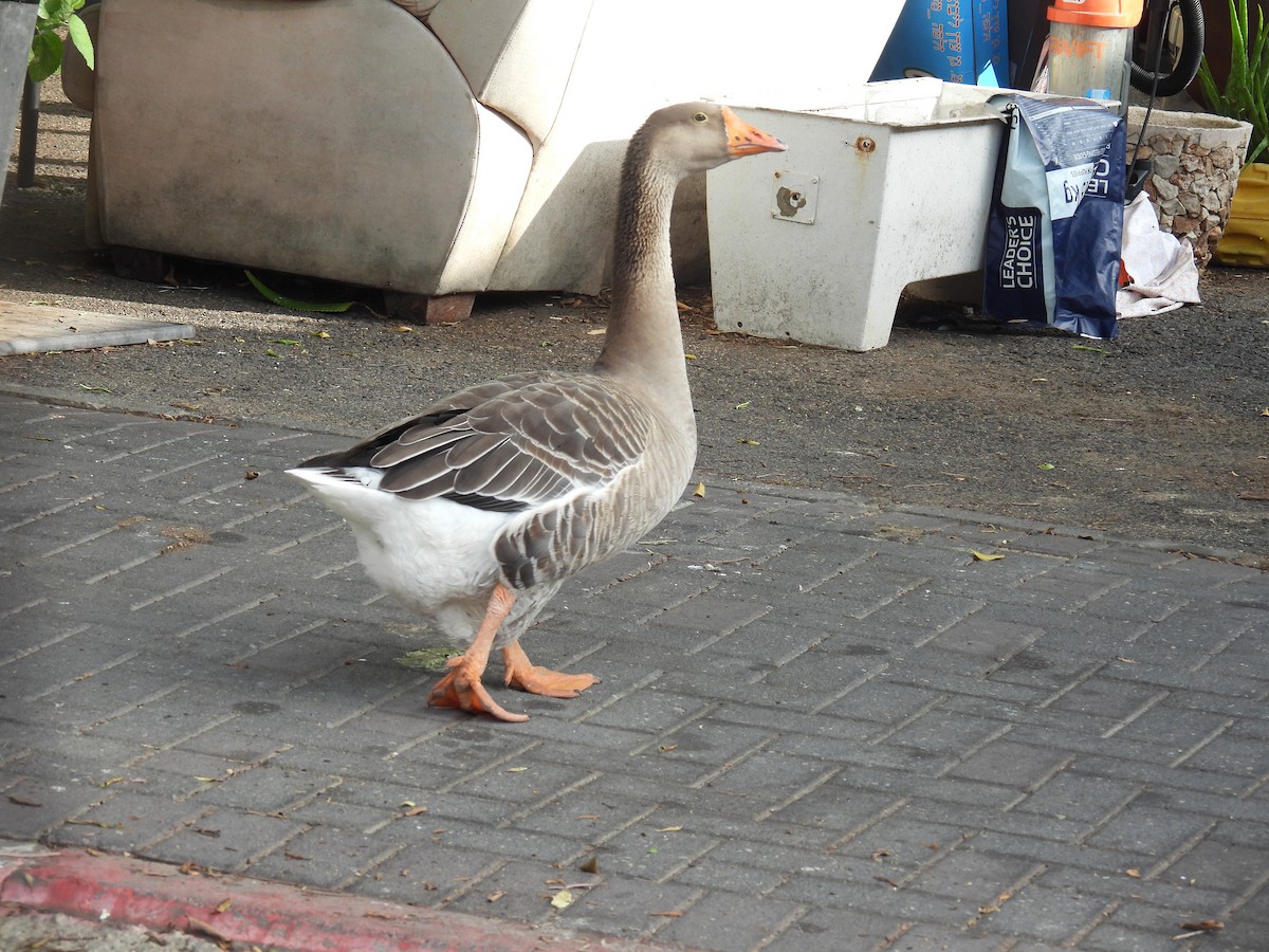Domestic goose sp. (Domestic type) - ML619082249