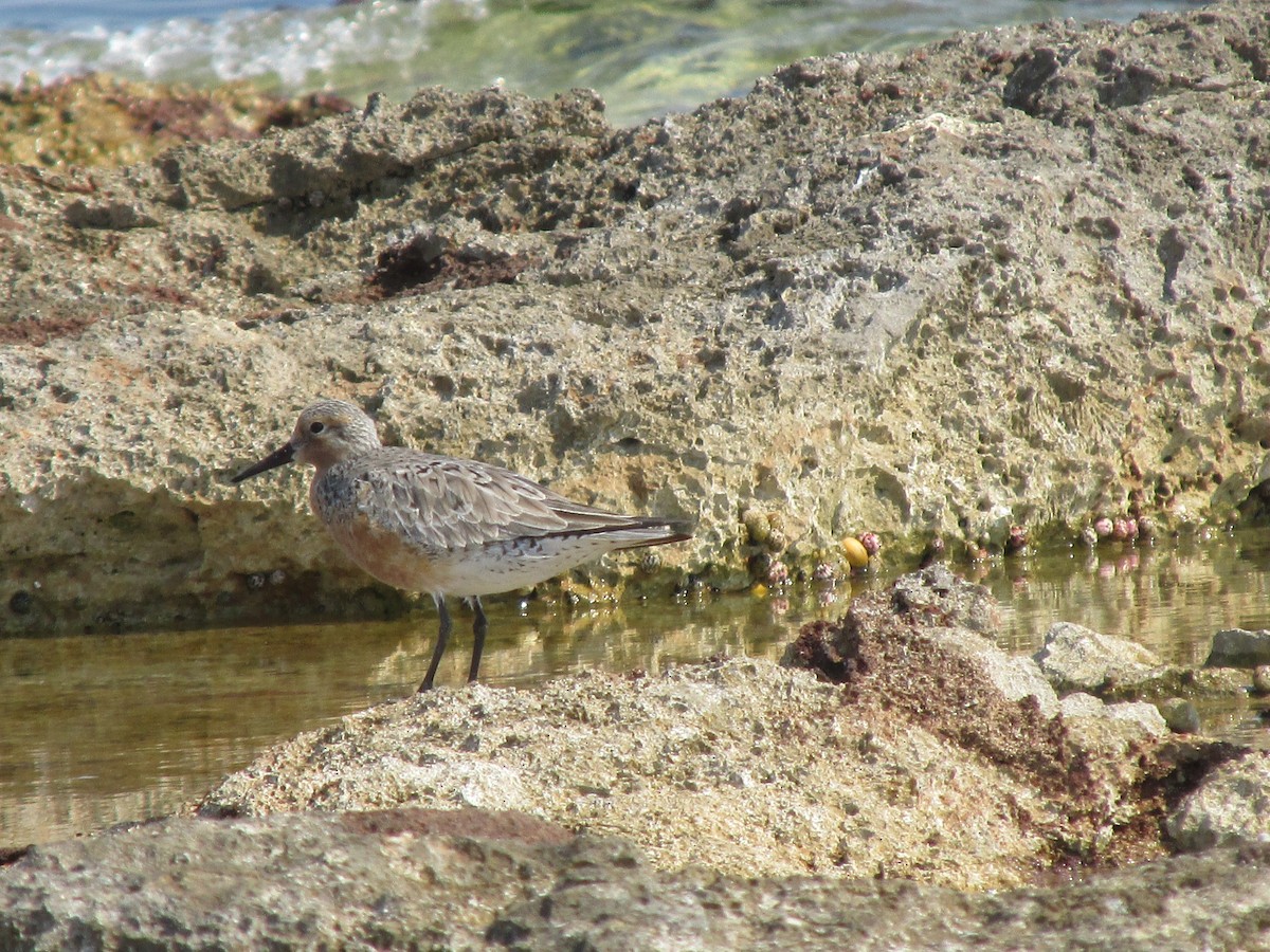 Red Knot - ML619082273