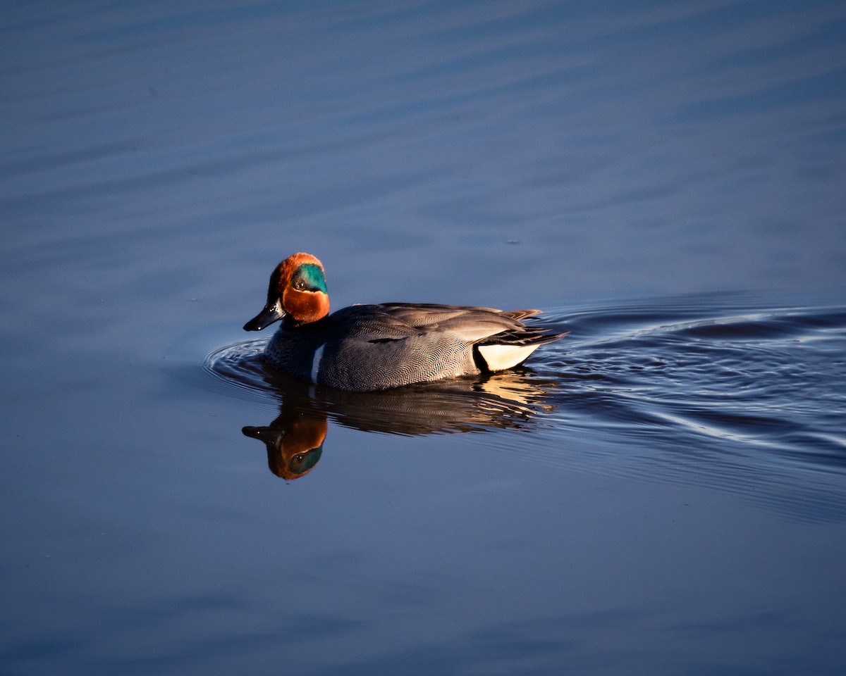 Green-winged Teal - ML619082342