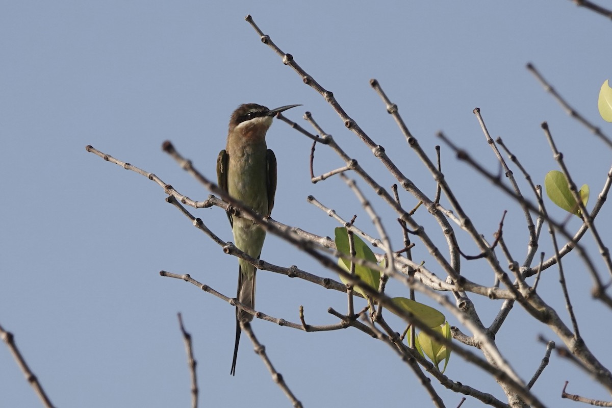 Madagascar Bee-eater - ML619082355