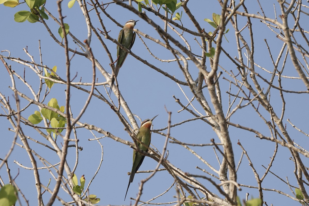 Madagascar Bee-eater - ML619082356