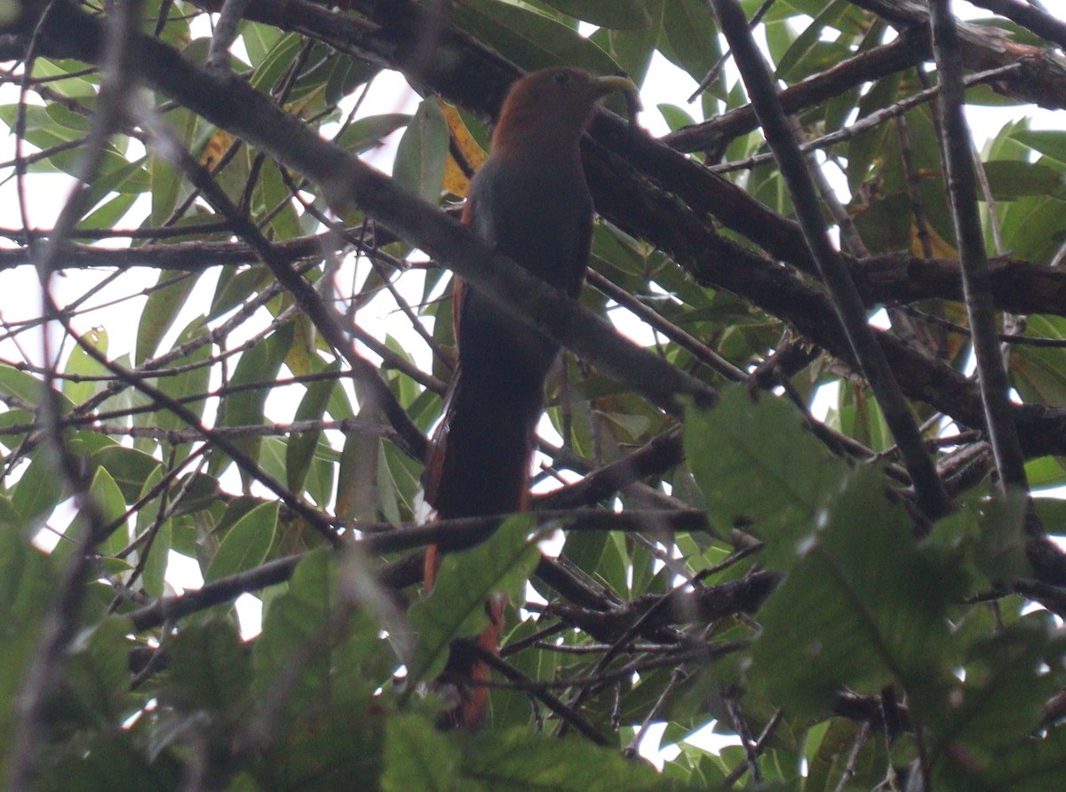 Squirrel Cuckoo - ML619082374