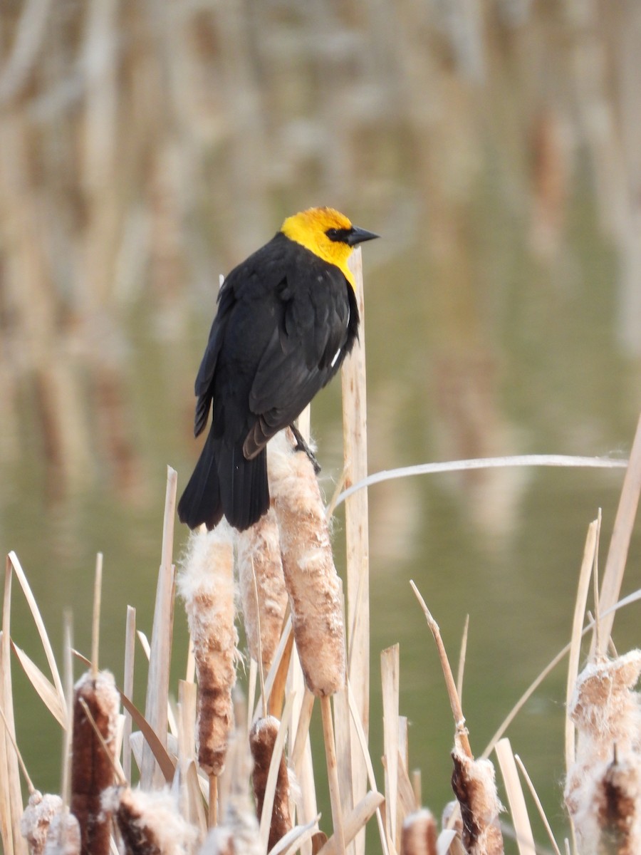 Yellow-headed Blackbird - ML619082412