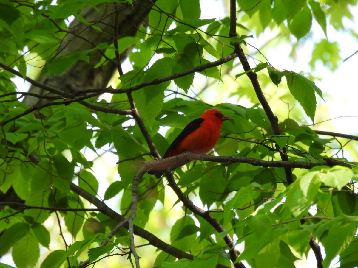 Scarlet Tanager - ML619082423
