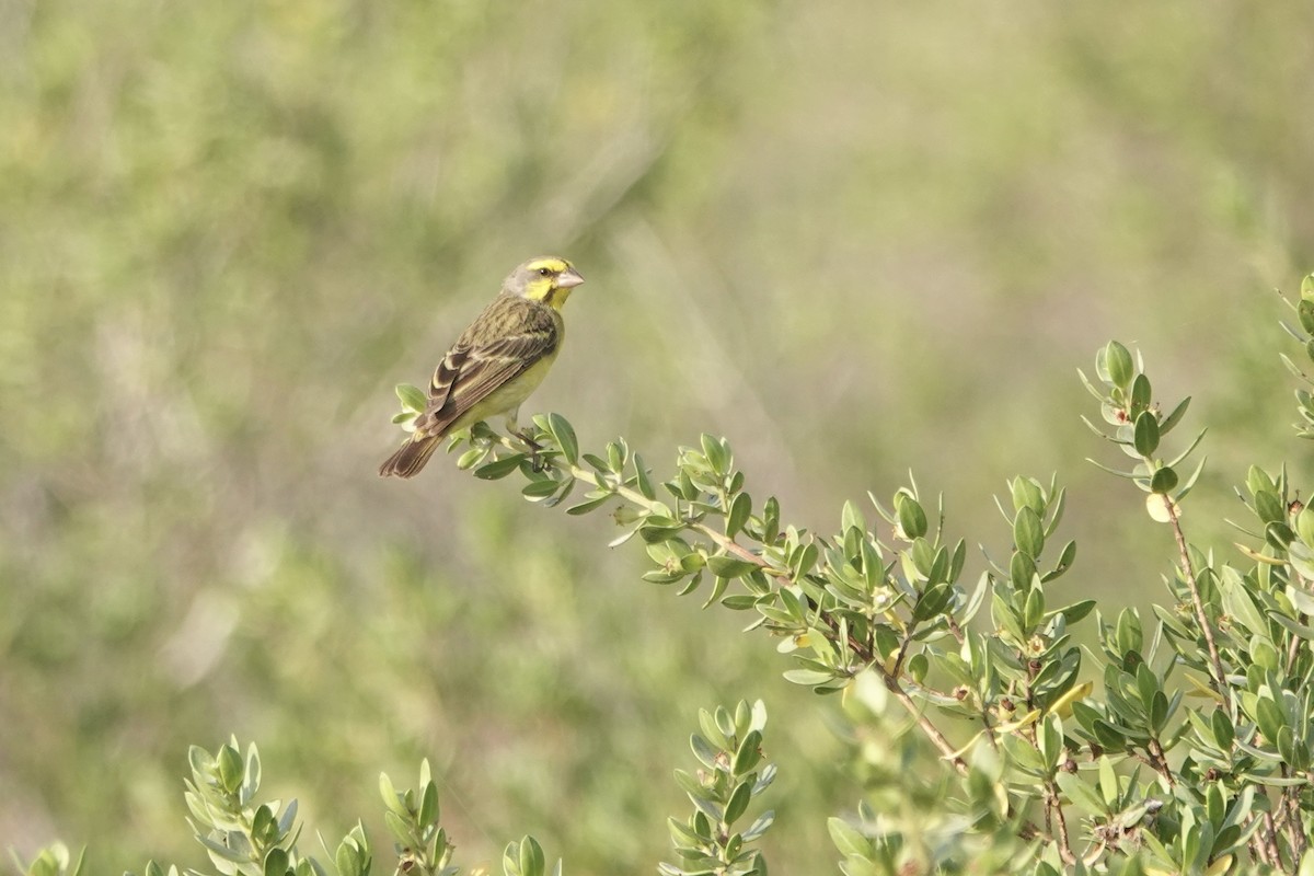 Yellow-fronted Canary - ML619082441