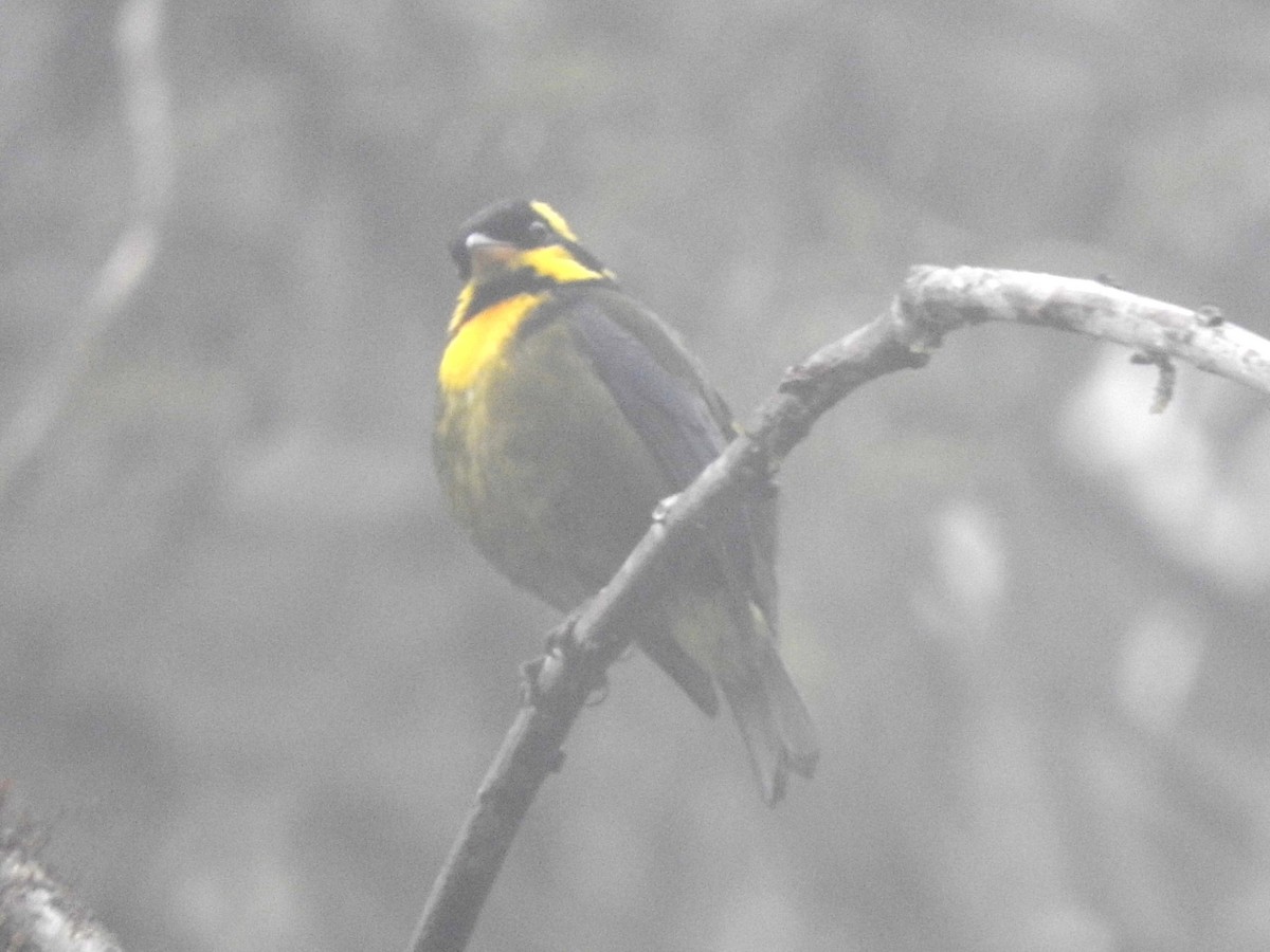 Gold-ringed Tanager - ML619082453