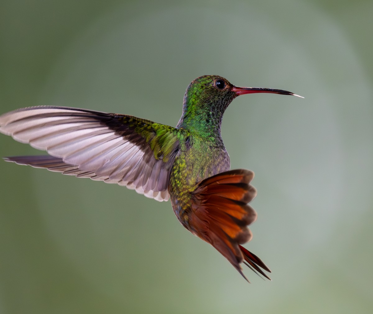 Rufous-tailed Hummingbird - ML619082492