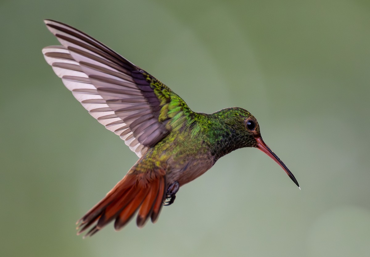 Rufous-tailed Hummingbird - ML619082493