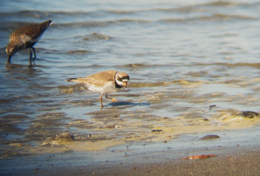 Semipalmated Plover - ML619082494