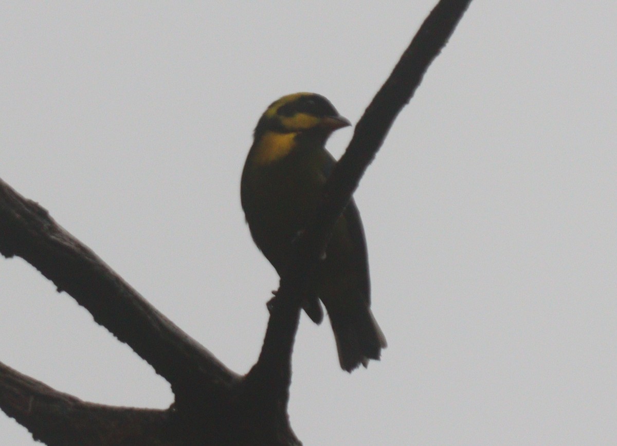Gold-ringed Tanager - ML619082530