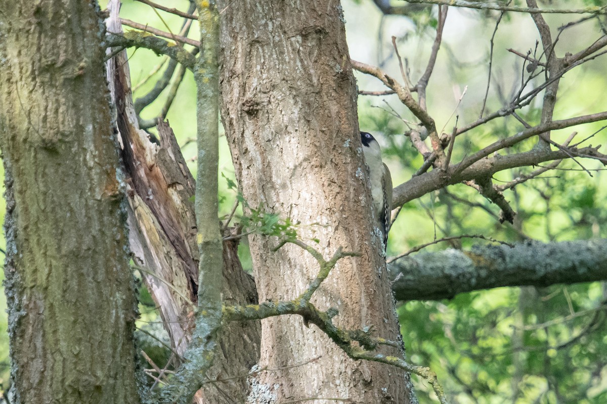 Eurasian Green Woodpecker - ML619082570