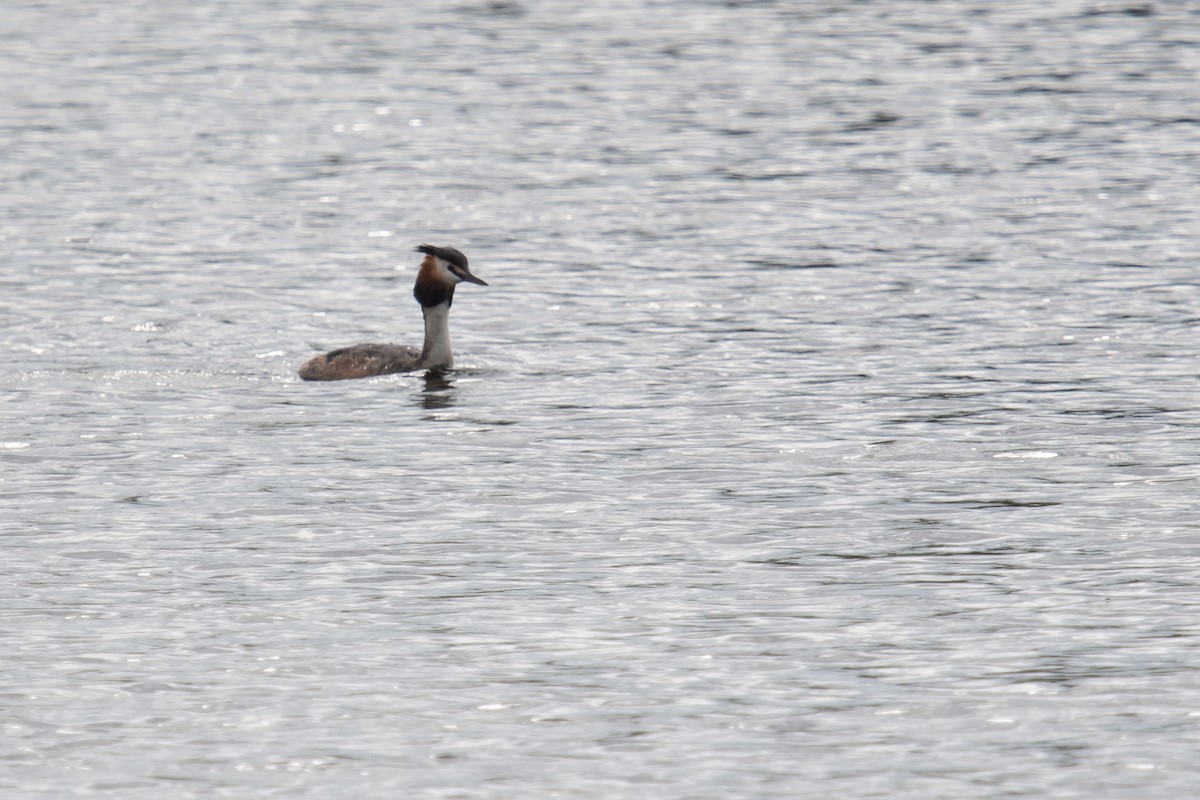 Great Crested Grebe - ML619082585