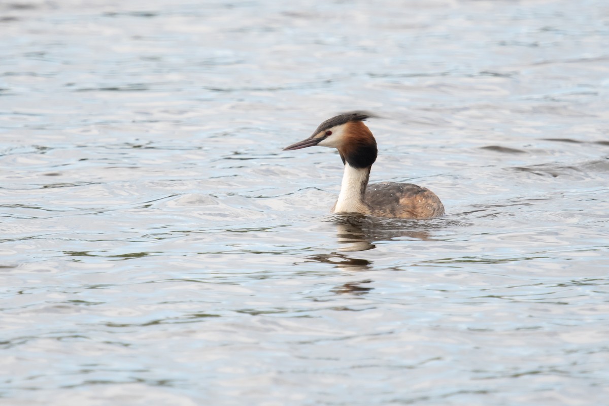 Great Crested Grebe - ML619082586