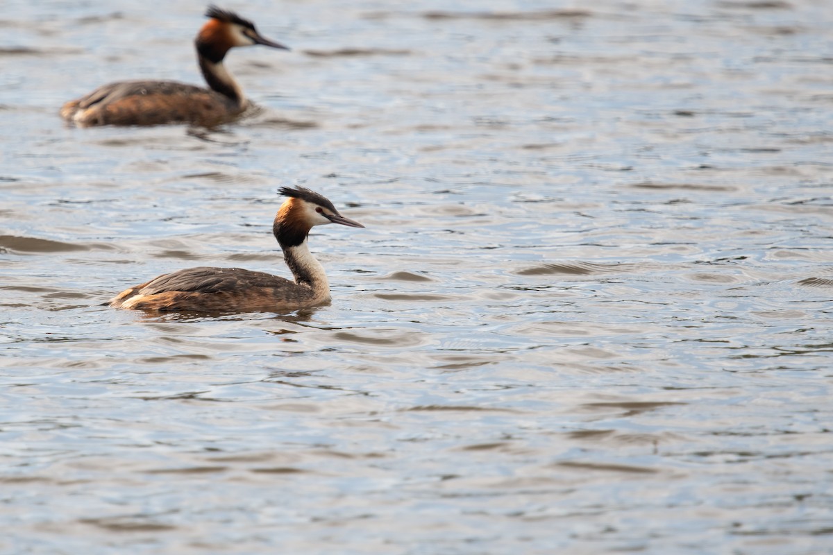 Great Crested Grebe - ML619082587