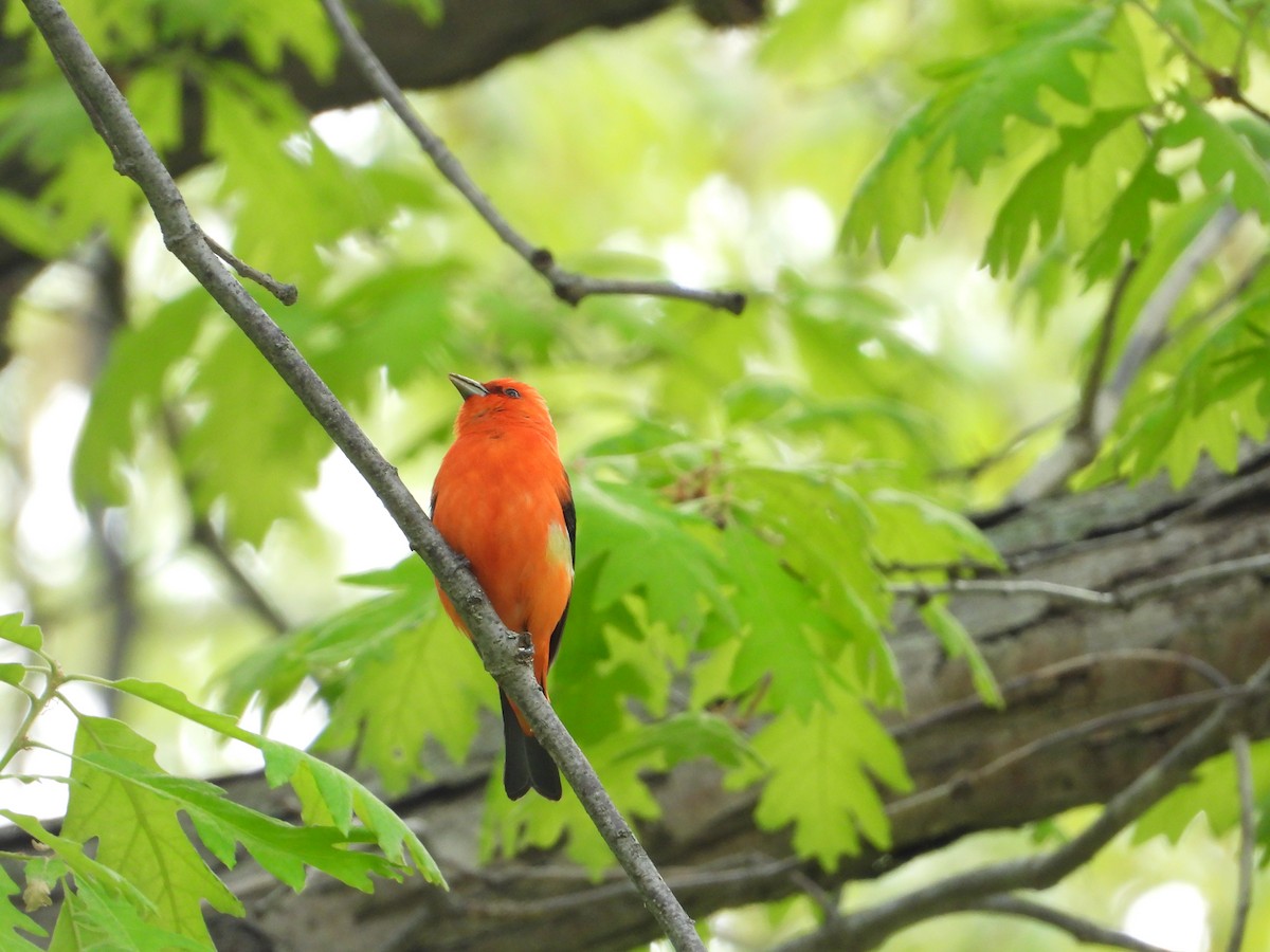 Scarlet Tanager - ML619082602