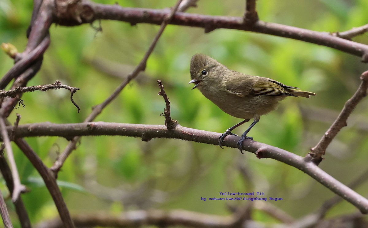 Yellow-browed Tit - ML619082615